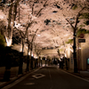 赤坂　スペイン坂の桜並木