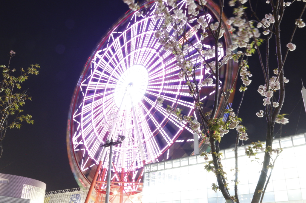 お台場　観覧車と桜
