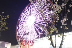 お台場　観覧車と桜