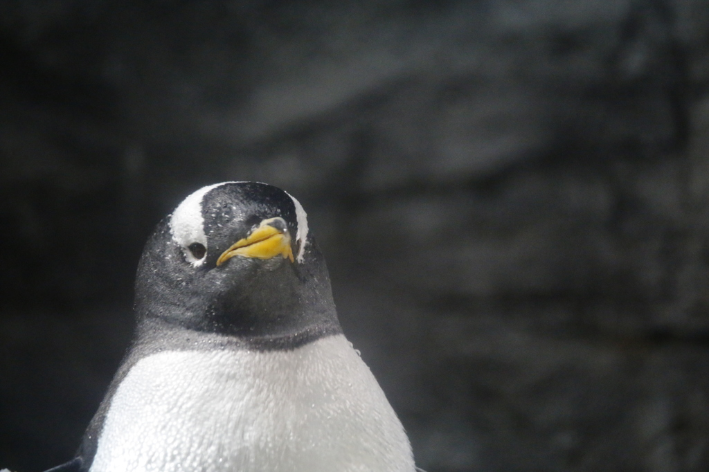 ペンギンさん