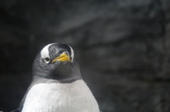ペンギンさん
