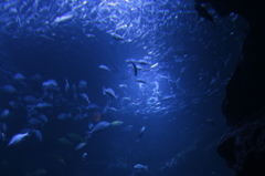 京都水族館