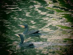 公園のトリさん