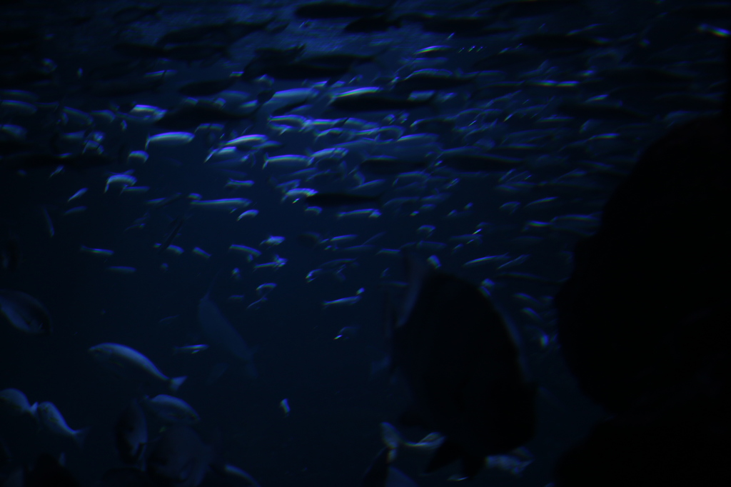 京都水族館2