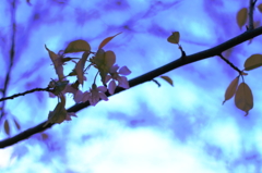 カスカナキボウ