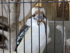 ワライカワセミさん　お食事中