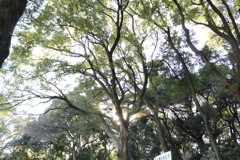 ひかり