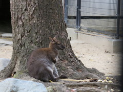 ワラビーさん