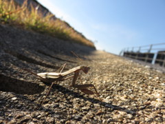 カマキリさん