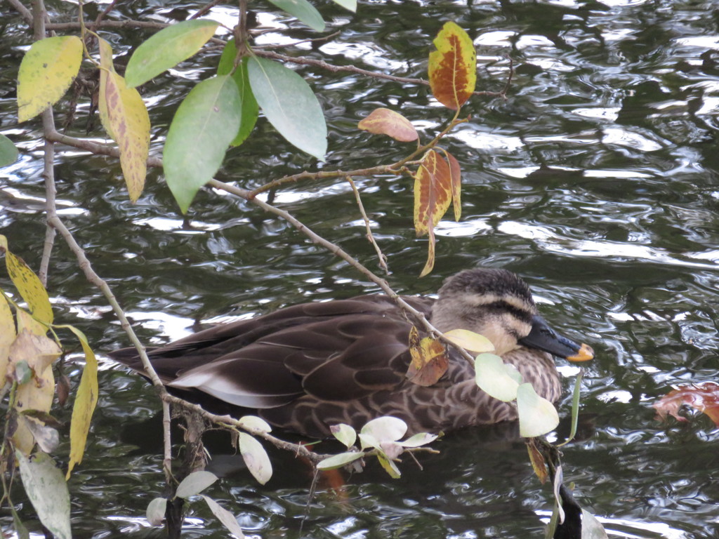 公園のトリさん