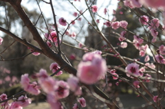 公園散歩　2