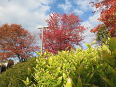 緑と赤