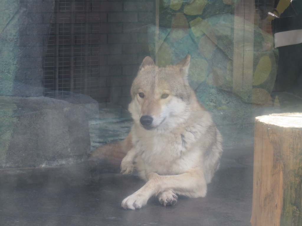 オオカミさん