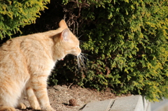 あくびニャンコ あくびニャンコ