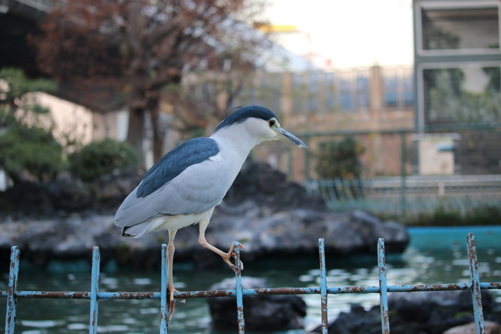 ゴイサギさんお散歩