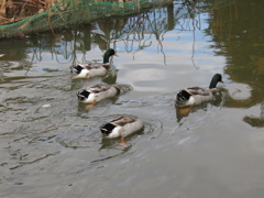 公園のトリさん探し物中