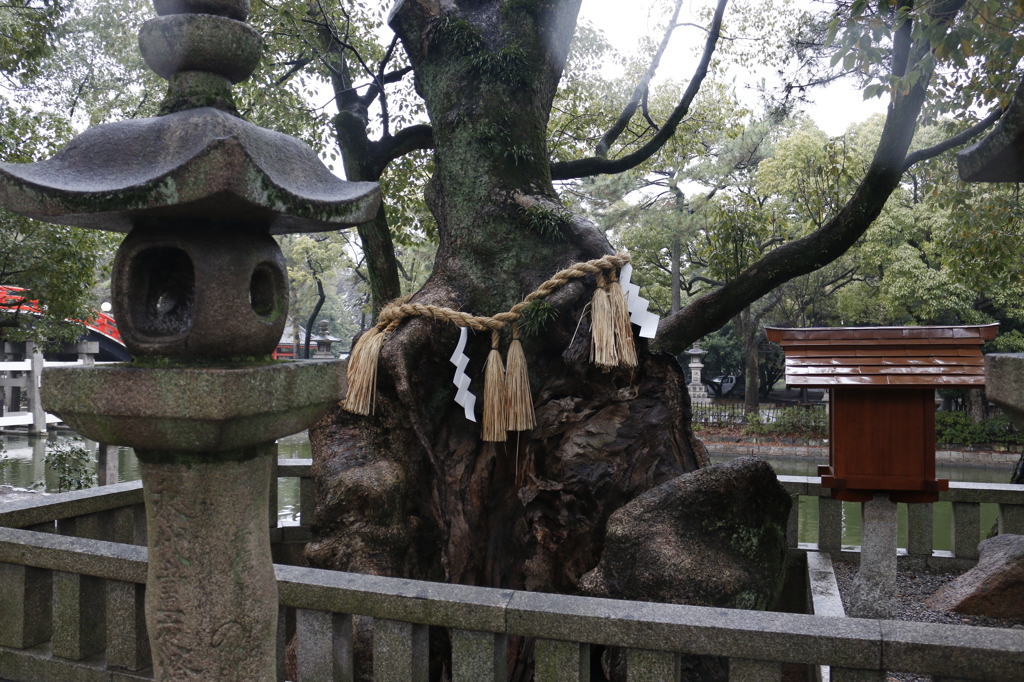 神木
