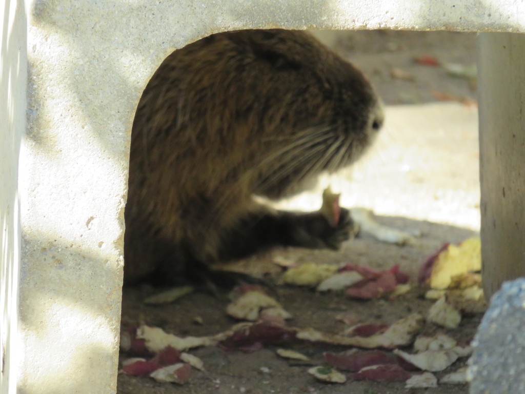 カピバラさん　おやつの時間