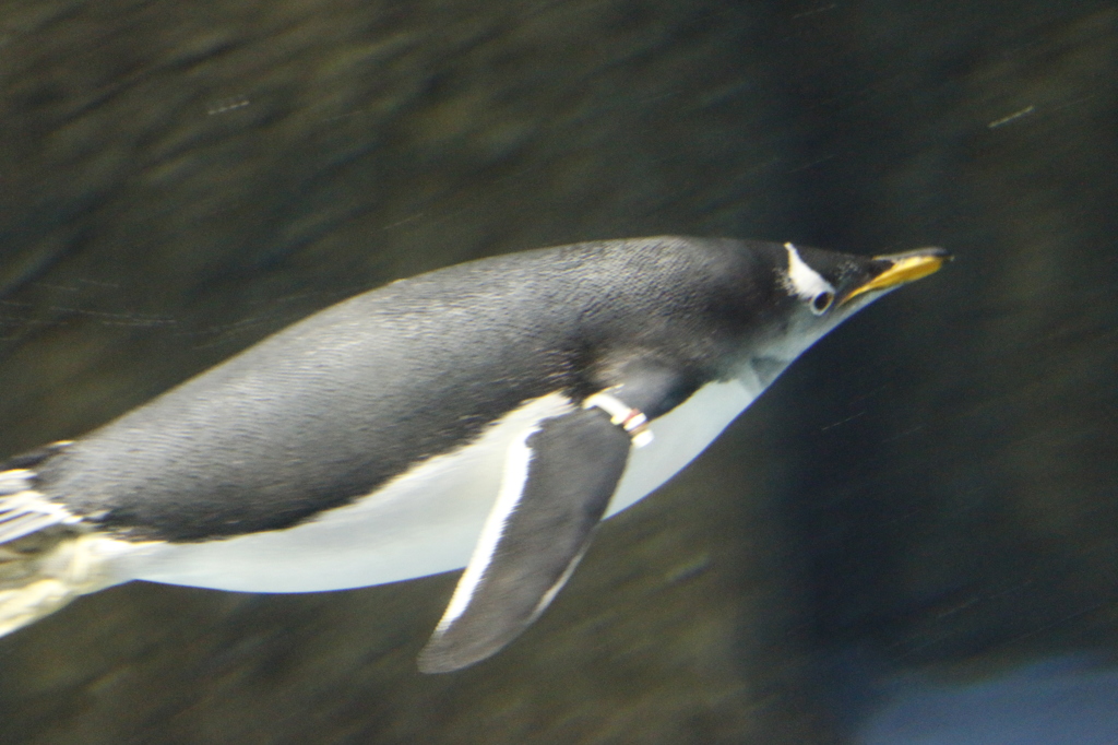 ペンギンさん飛んでるみたい