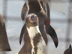 ペンギンさん　なにみてんだよー