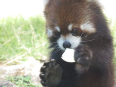 アライグマさん　おやつの時間