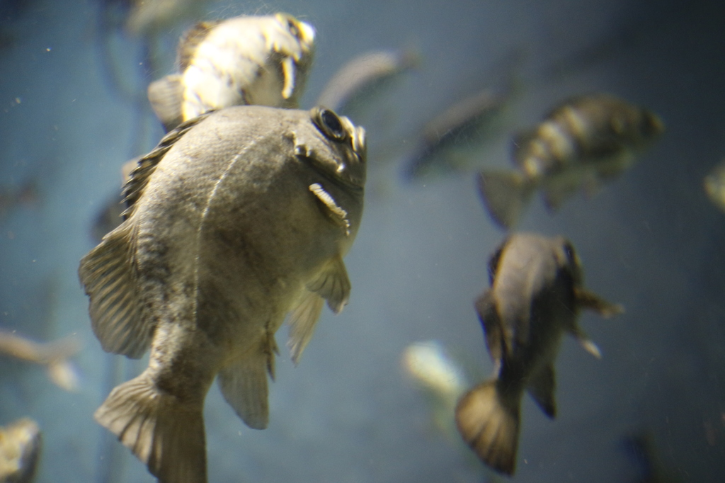 お魚さん