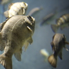 お魚さん