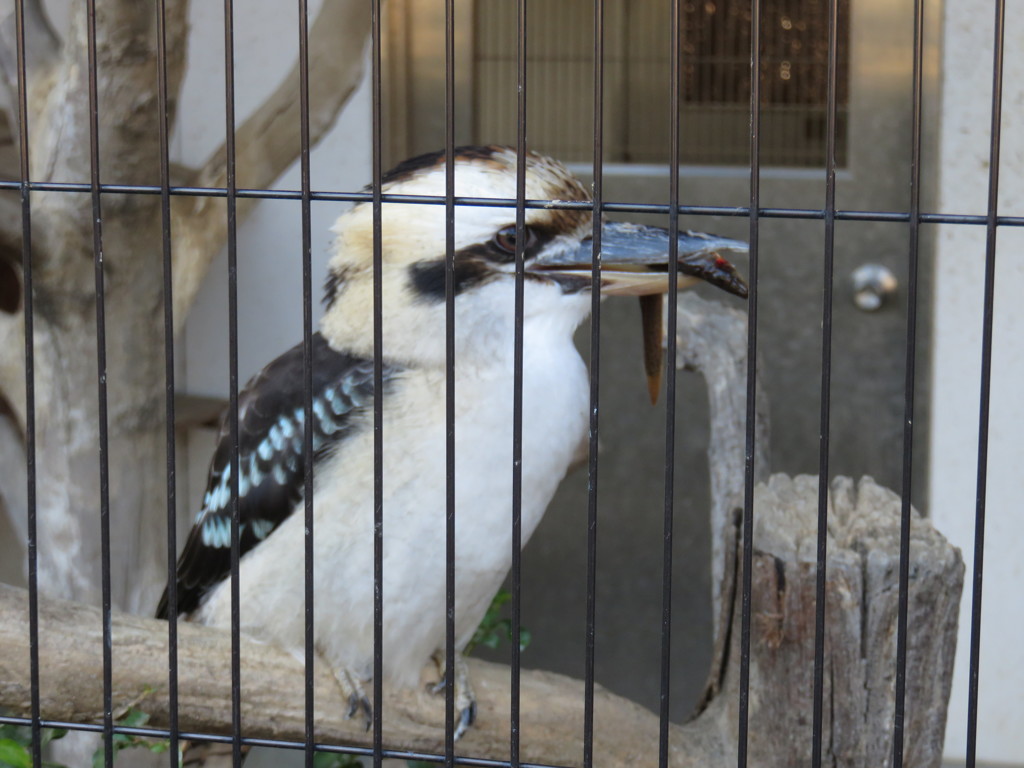 ワライカワセミさんお食事中　２