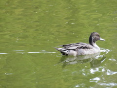 公園のトリさん