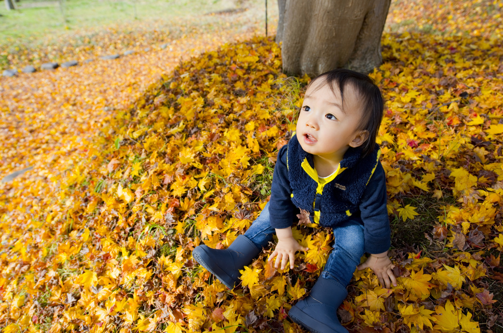 紅葉の絨毯