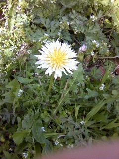 tanpopo#2(^^)ホワイト
