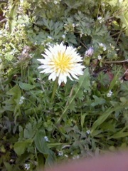 tanpopo#2(^^)ホワイト