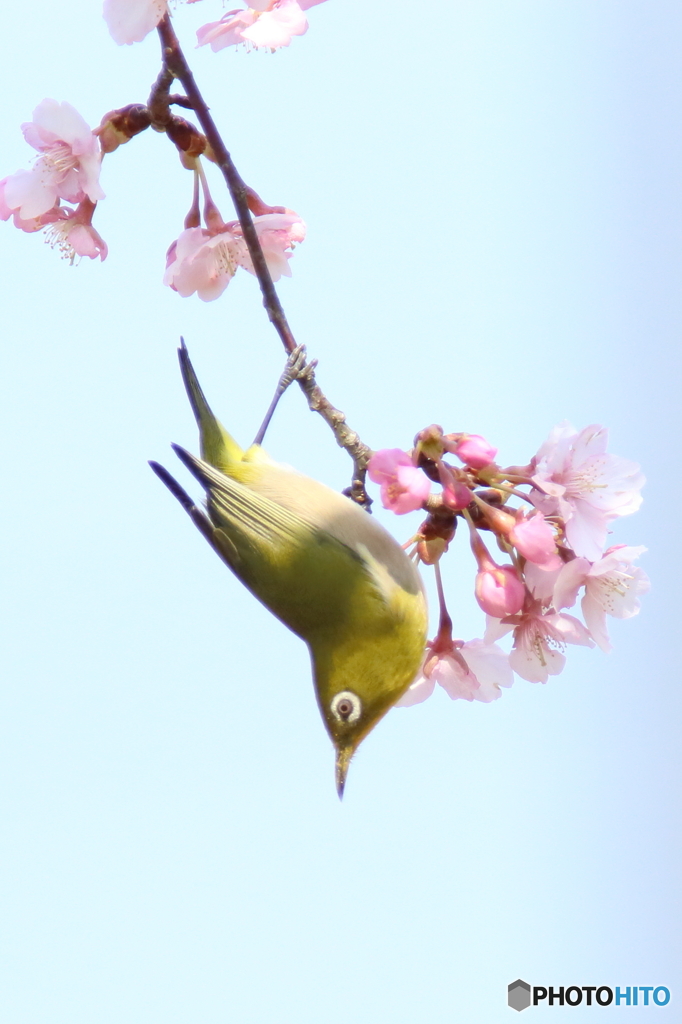 春を呼ぶ～♪