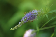~Tasha's Garden~