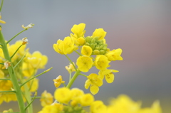 菜の花#4