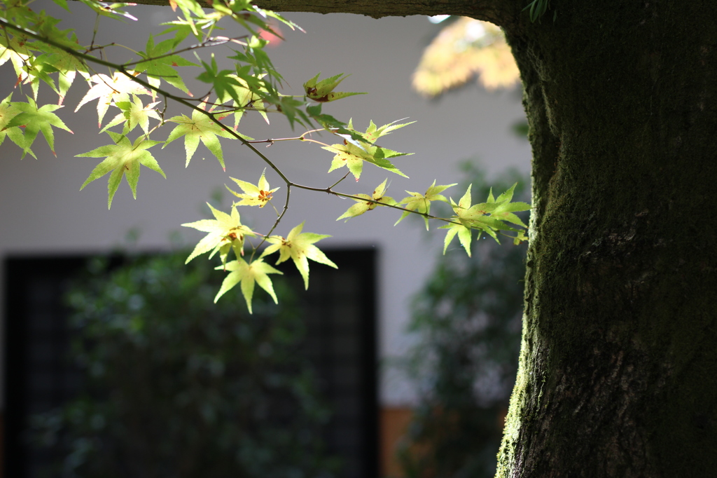 京の秋〜南禅寺〜