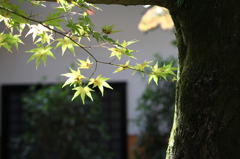 京の秋〜南禅寺〜