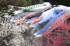 ～春に泳ぐ～