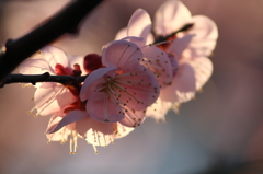 夕日を受けて～♪