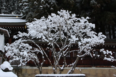 ~雪の華＠高山~