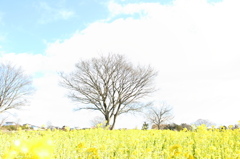 菜の花(^^)＃2