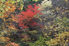 秋の響宴