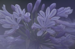 〜朝霧の中で〜