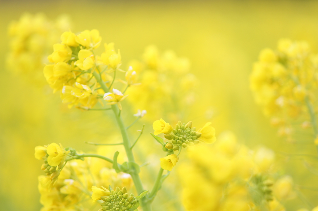 菜の花(^^)＃1