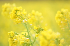 菜の花(^^)＃1