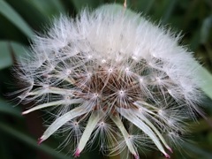 tanpopo#1(^ ^)after?