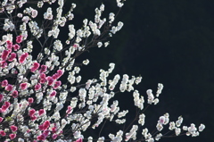 ～朝日の中で～
