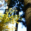 紅葉と杉