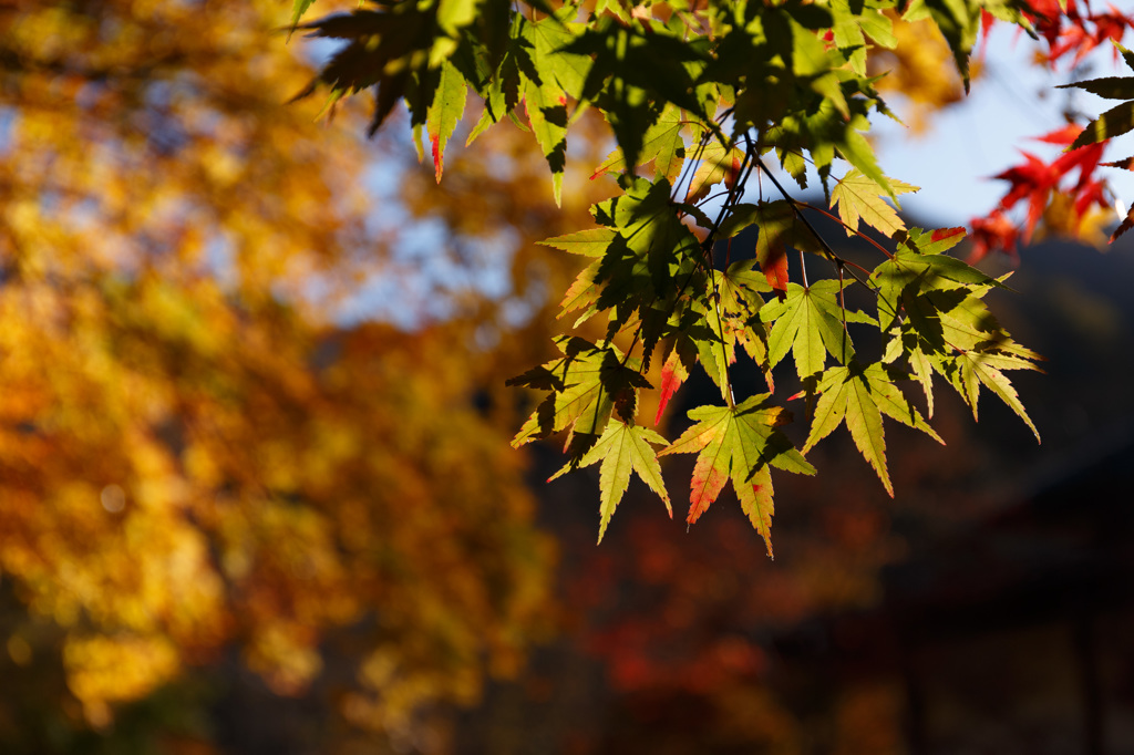 奥多摩紅葉