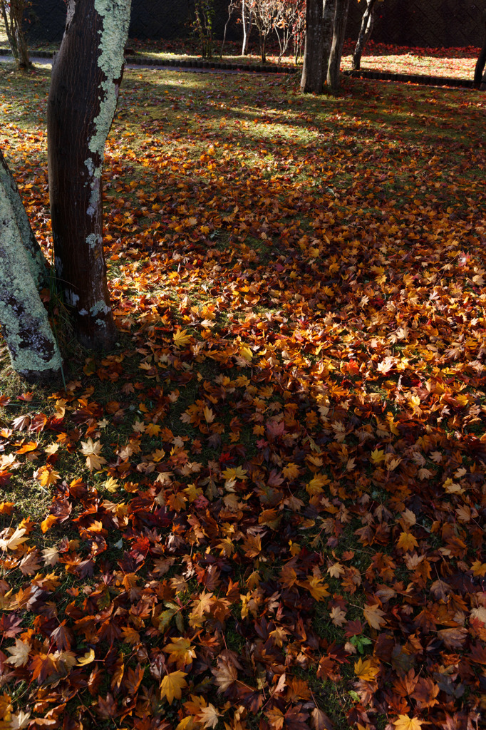 紅葉の絨毯